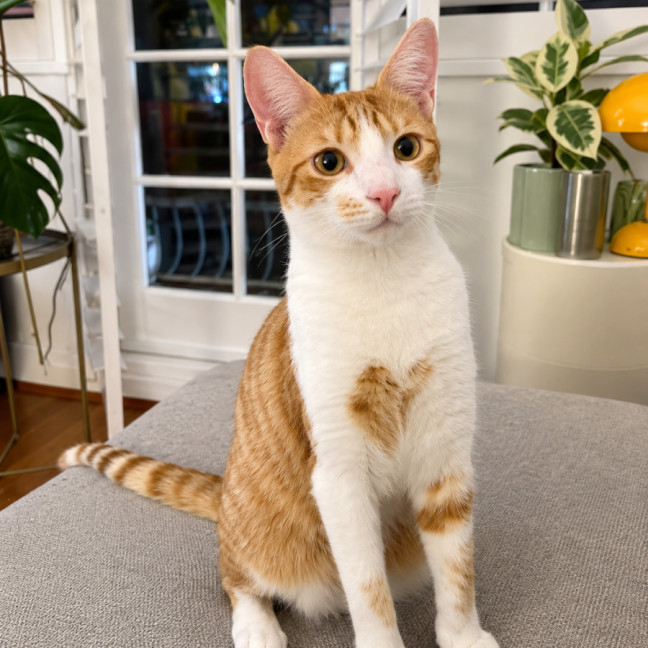 Photo of Maple