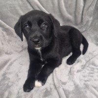 Photo of D1265 Raven