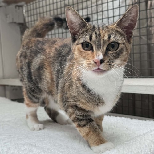 Josie - Domestic Short Hair (DSH) Cat