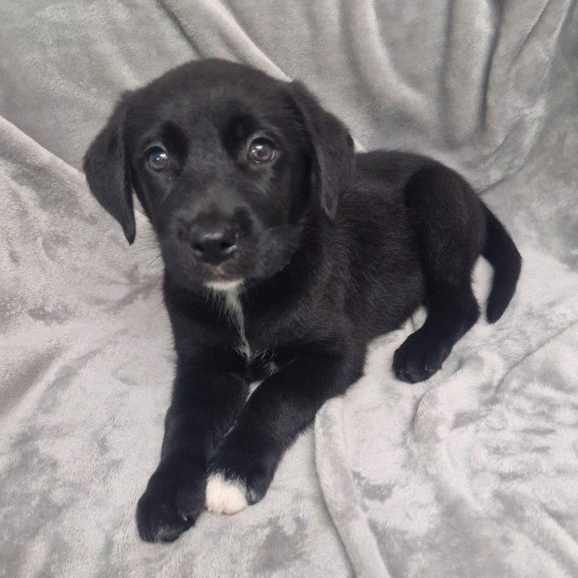 Photo of D1265 Raven