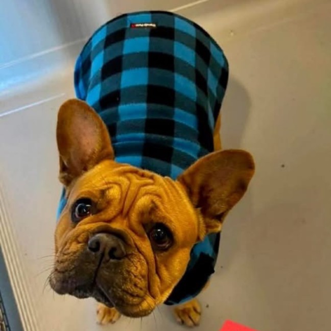 Photo of Ziggy