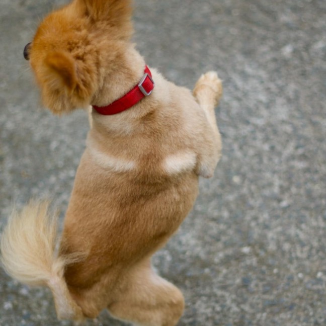 Photo of 🕺 Chewie 🕺