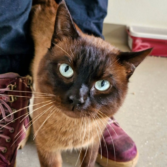 Photo of C1341 Lindt