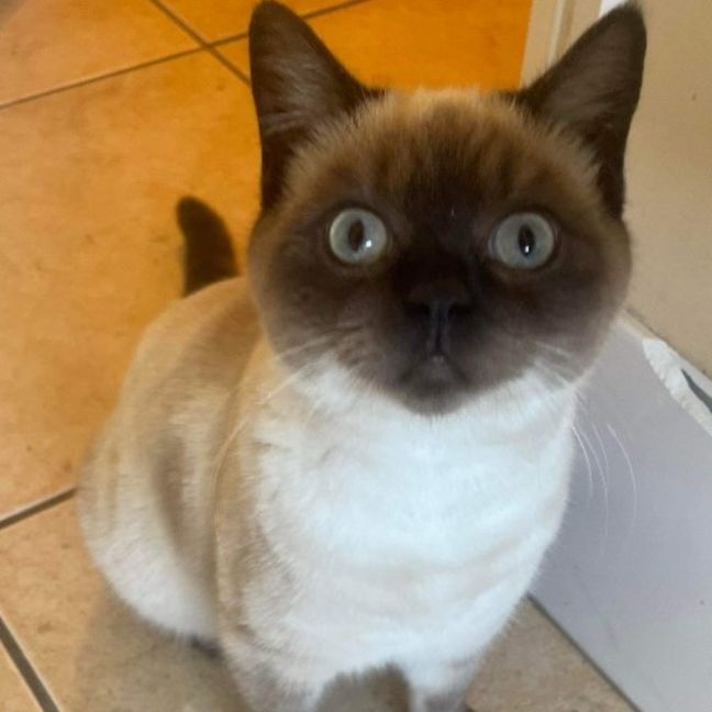 Photo of Pecan