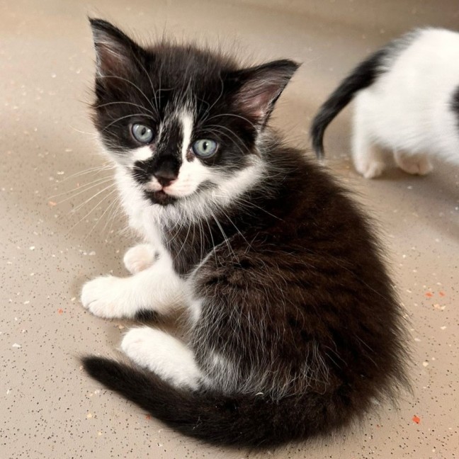 Photo of C1446 Sammi 