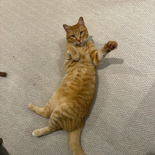 Photo of Mozilla Firefox