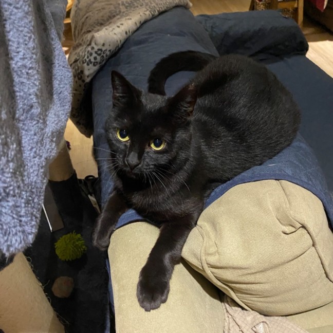 Photo of $100 🐾 Rose