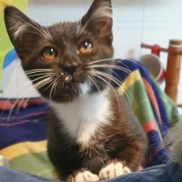 Photo of Socks