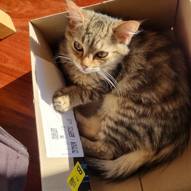 Photo of Waffle