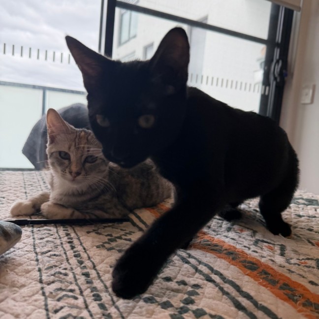 Photo of Katniss And Berlioz