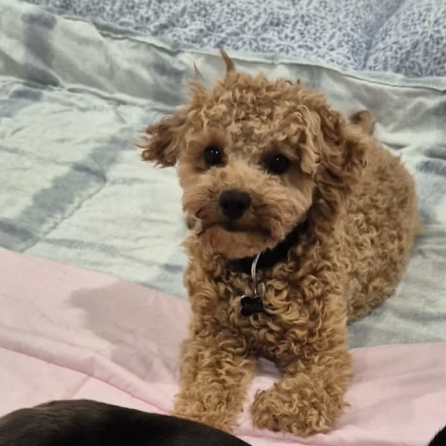 Photo of Russell 🌞 17 Month Old Cavoodle 