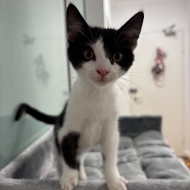 Photo of Squeaky Girl