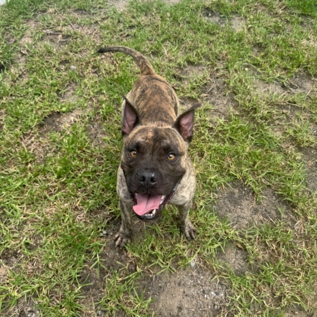 Photo of Muttley Imp 171