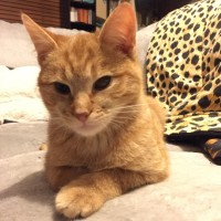 Photo of Pumpkin