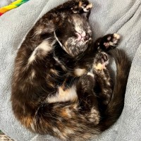 Photo of Viper