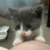 Photo of Eris **2nd Chance Cat Rescue**