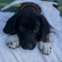 Photo of Pennybunger