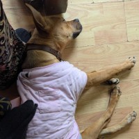 Photo of Kodah
