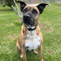 Photo of Tiger & Buster