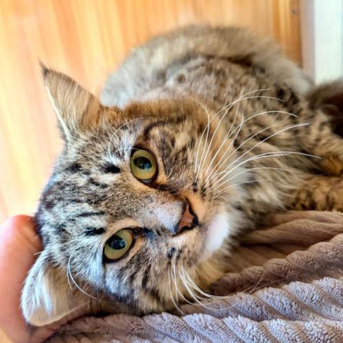Bello - Domestic Long Hair (DLH) Cat