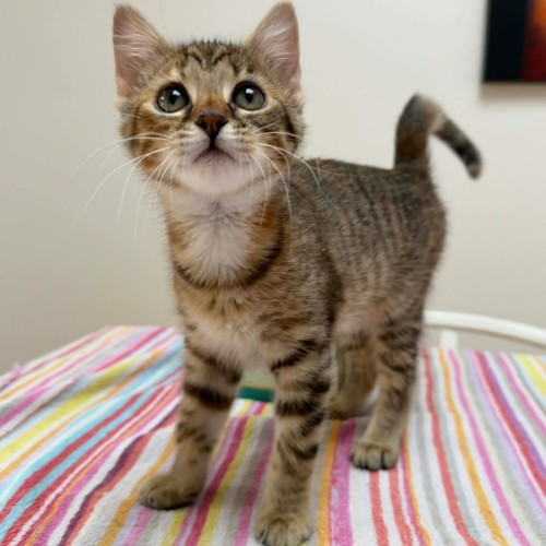 Bonnie  - Domestic Short Hair (DSH) Cat