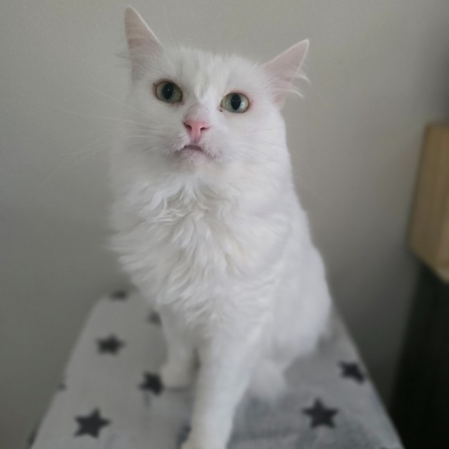 Photo of Minka (Located In Wantirna South)
