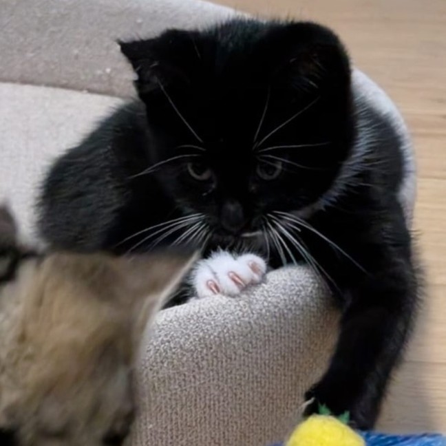 Photo of Stevie ^^Dandy Cat Rescue^^