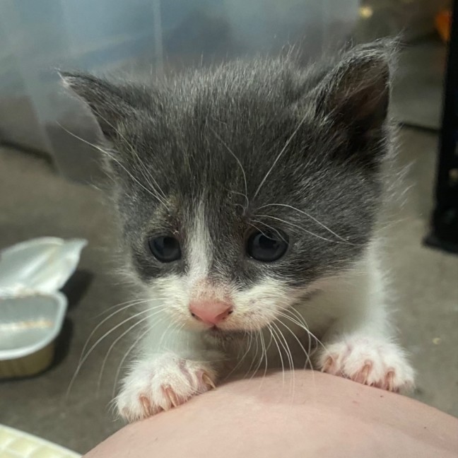 Photo of Eris **2nd Chance Cat Rescue**