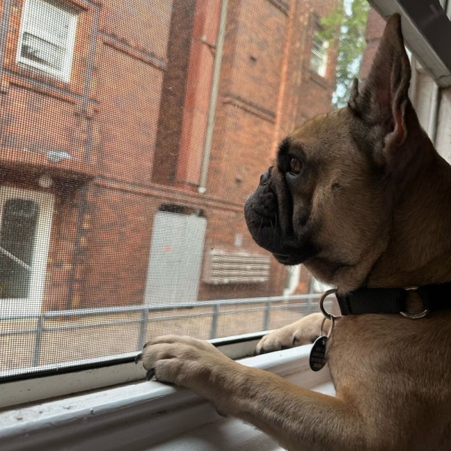 Photo of Java And Riley