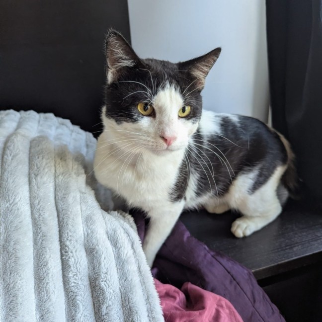 Photo of Chatty