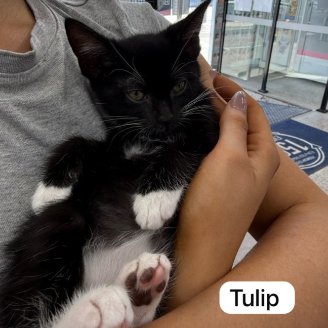 Photo of Flower Pot Three