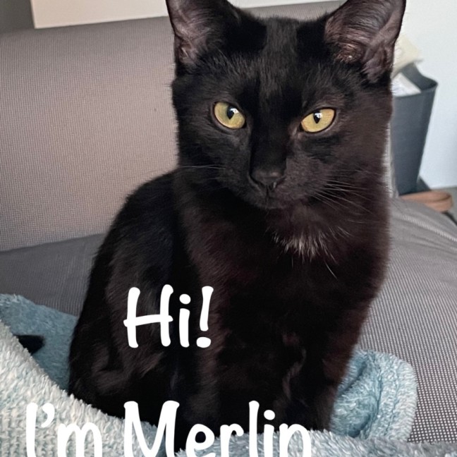 Photo of Merlin