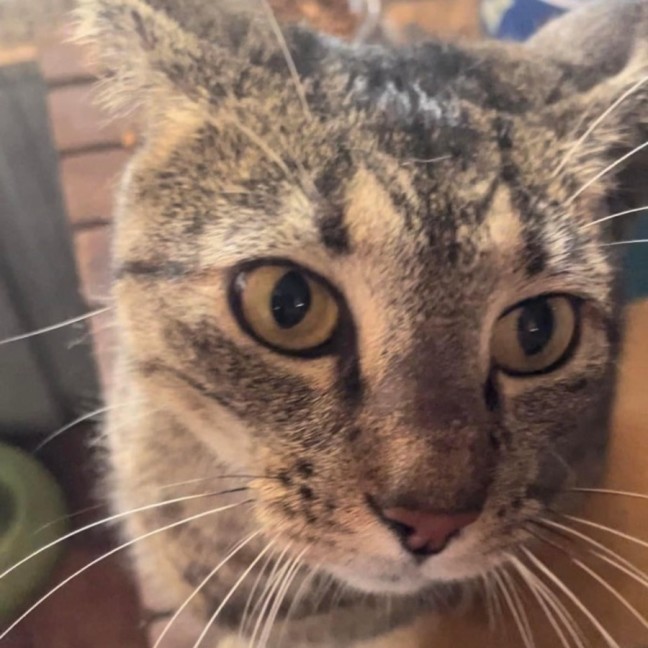 Photo of Cleo