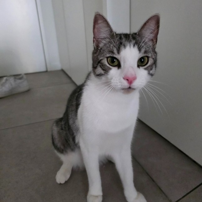 Photo of Cassian   In Foster Care In Melbourne