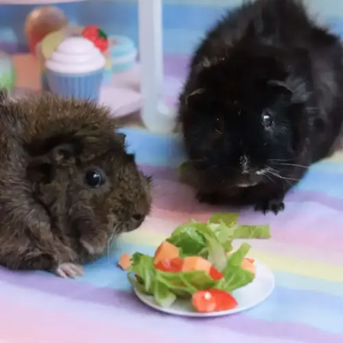 Violet & Edmund - Rex Guinea Pig