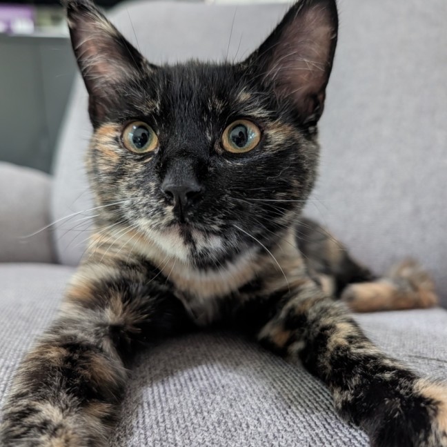 Photo of Dotti