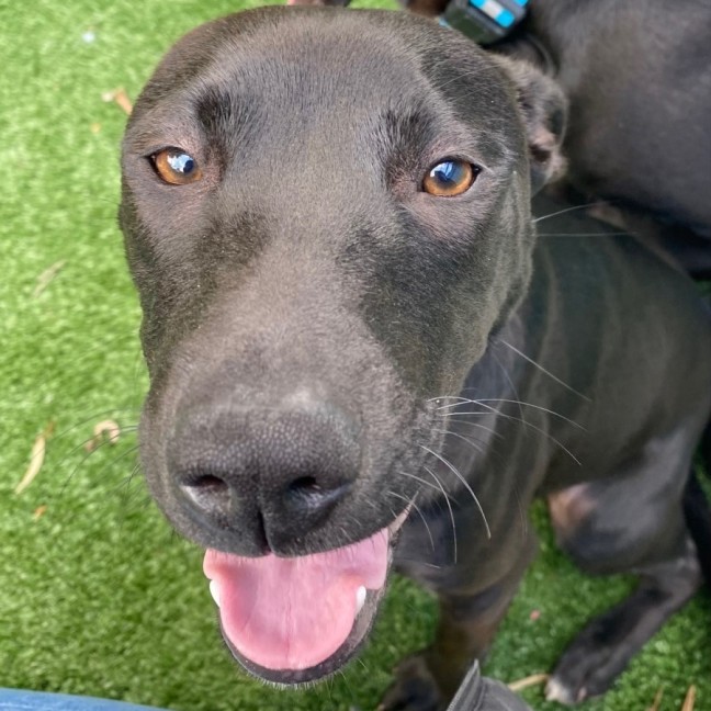 Photo of D1043 Milla 