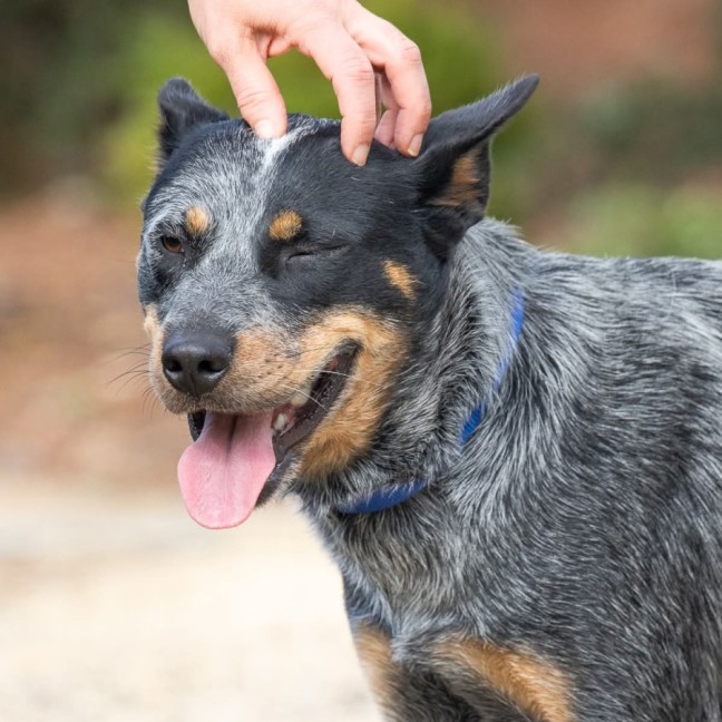 Photo of Ranger