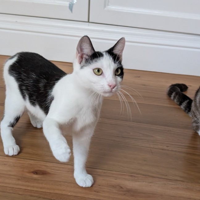 Photo of Haloumi