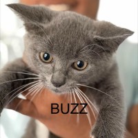 Photo of Buzz