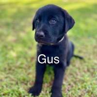 Photo of Gus