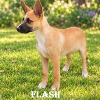 Photo of Flash