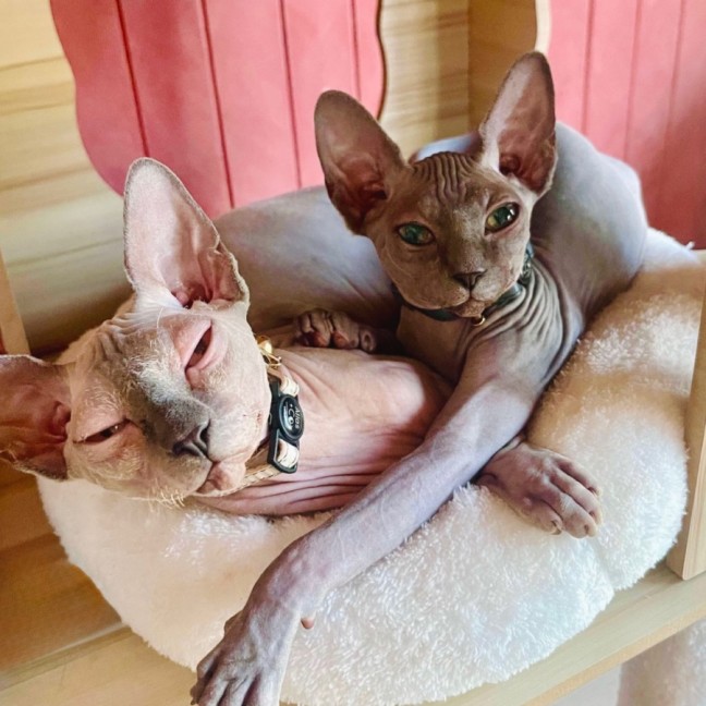 Photo of Luna And Lylah