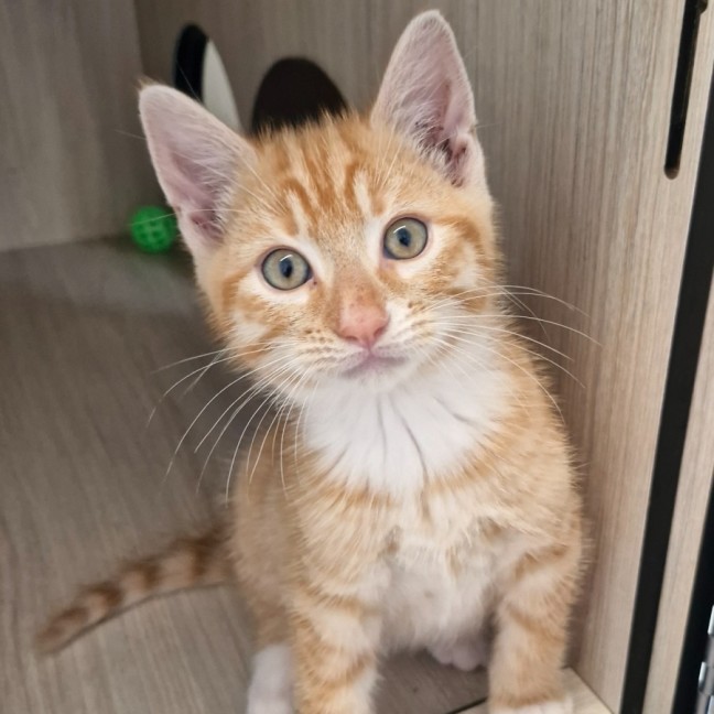 Photo of C1460 Cobie