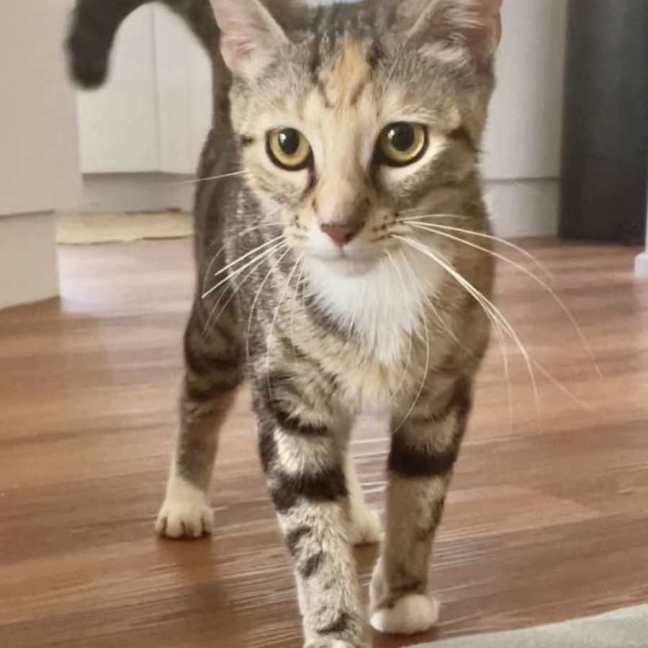 Photo of Trixie