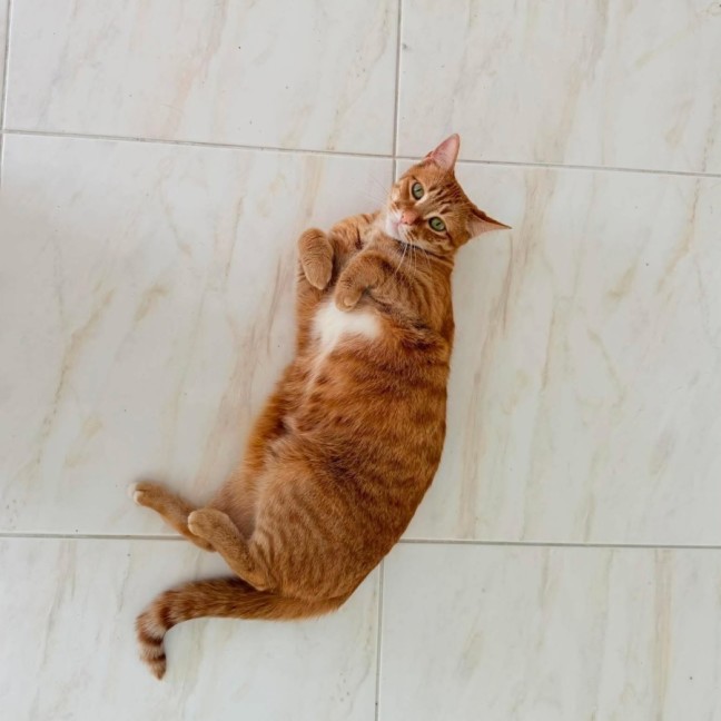 Photo of Maple