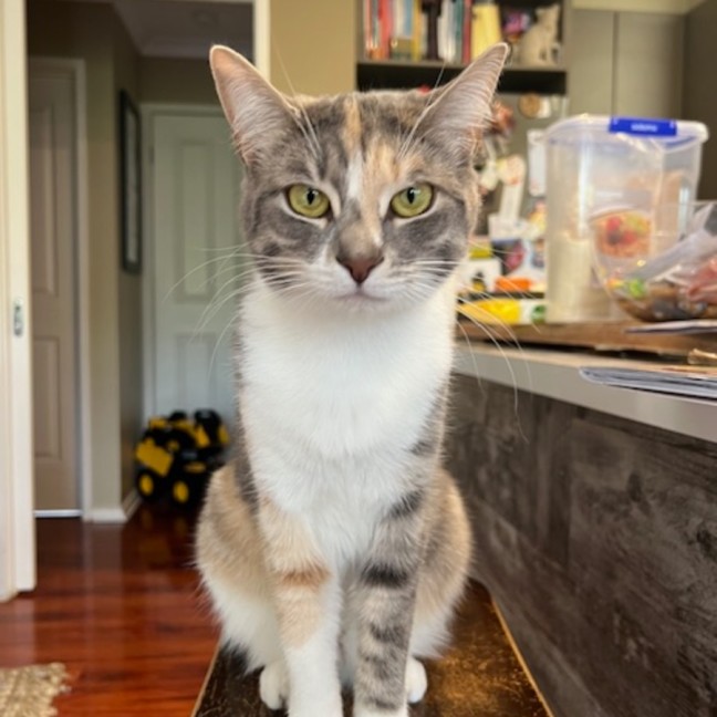 Photo of Luna