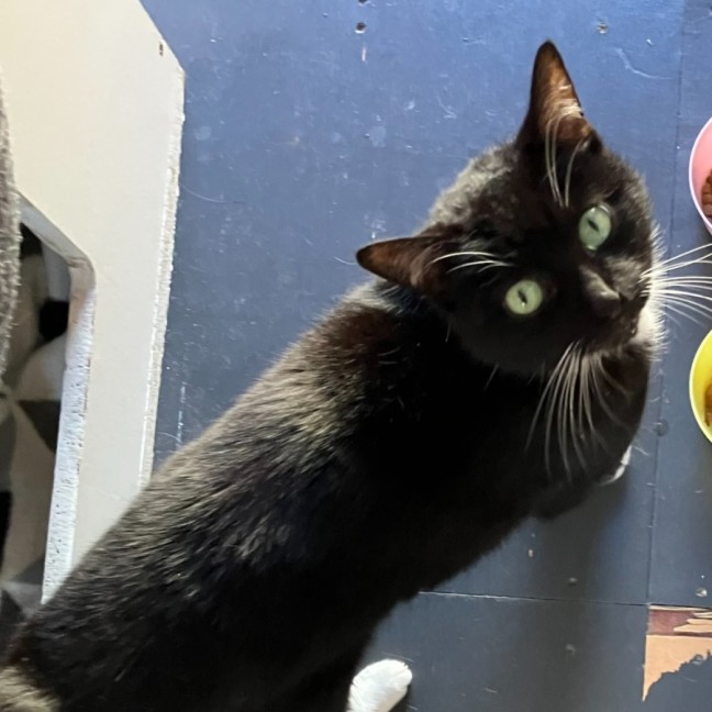 Photo of Sparkles