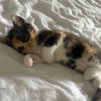 Photo of Daisy