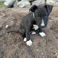 Photo of Tempranillo